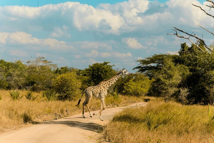 Dar es Salaam: 4 - Days Private Bagamoyo and Saadani Safari with Beach and Wildlife Tour