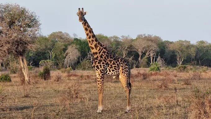 Dar es Salaam: 4 - Days Private Bagamoyo and Saadani Safari with Beach and Wildlife Tour