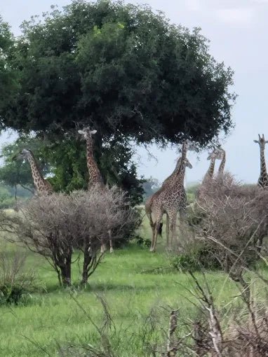 Dar es Salaam: 4 - Days Private Bagamoyo and Saadani Safari with Beach and Wildlife Tour
