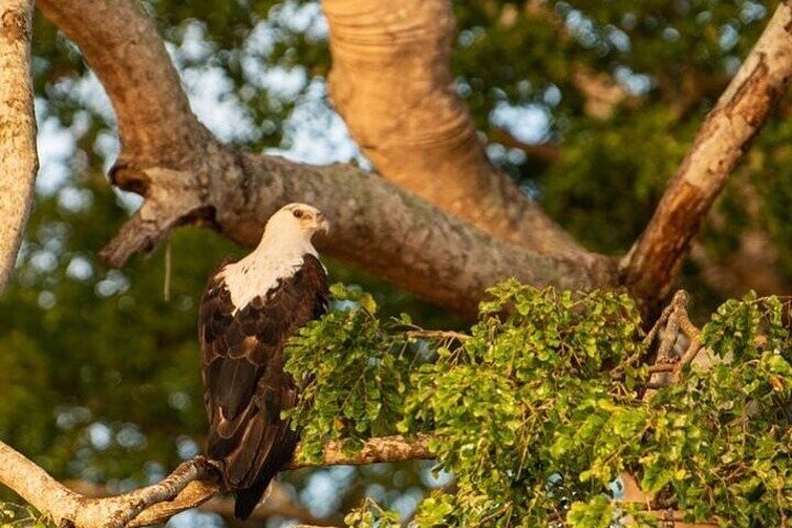 Dar es Salaam: 4 - Days Private Bagamoyo and Saadani Safari with Beach and Wildlife Tour