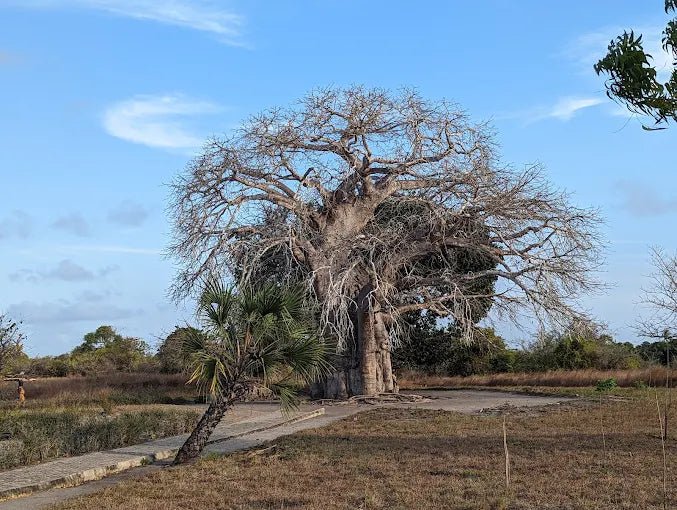Dar es Salaam: 4 - Days Private Bagamoyo and Saadani Safari with Beach and Wildlife Tour