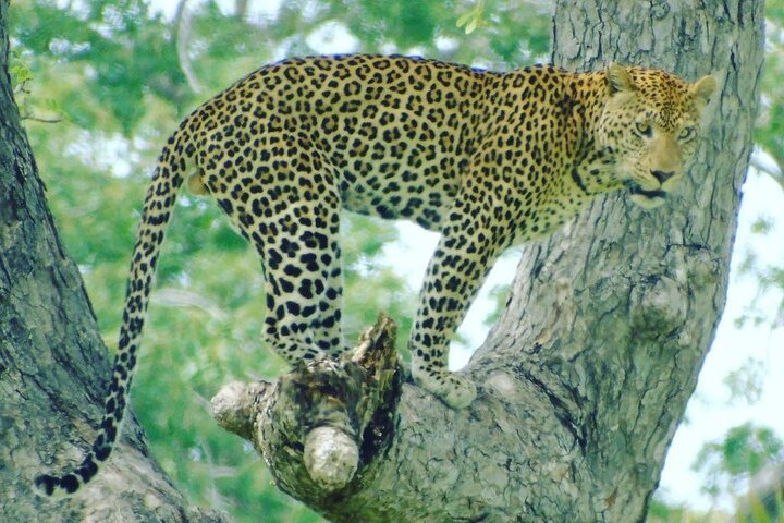 Dar es Salaam: 4 - Days Private Bagamoyo and Saadani Safari with Beach and Wildlife Tour
