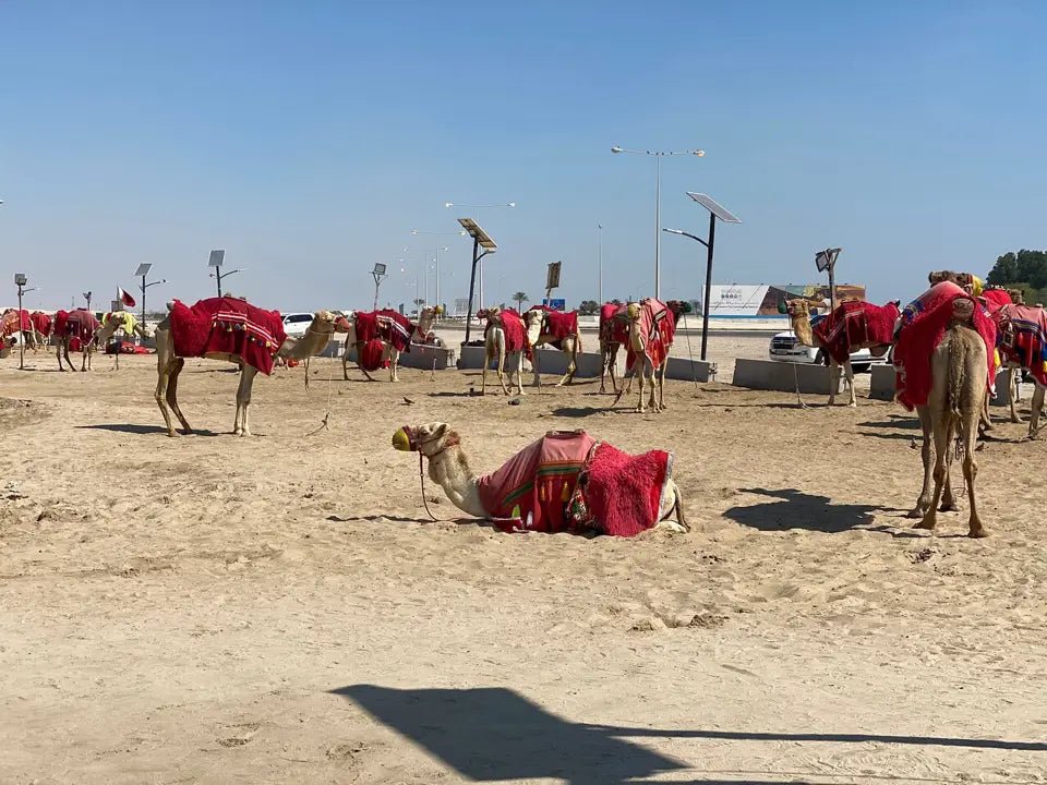 Doha: Half Day Desert Safari, Camel Riding, ATV and Sand Surfing