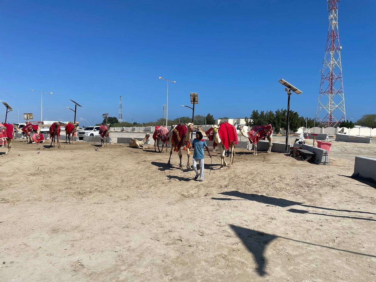 Doha: Half - Day Desert Safari, Sandboarding, Camel Ride and Inland Sea Tour