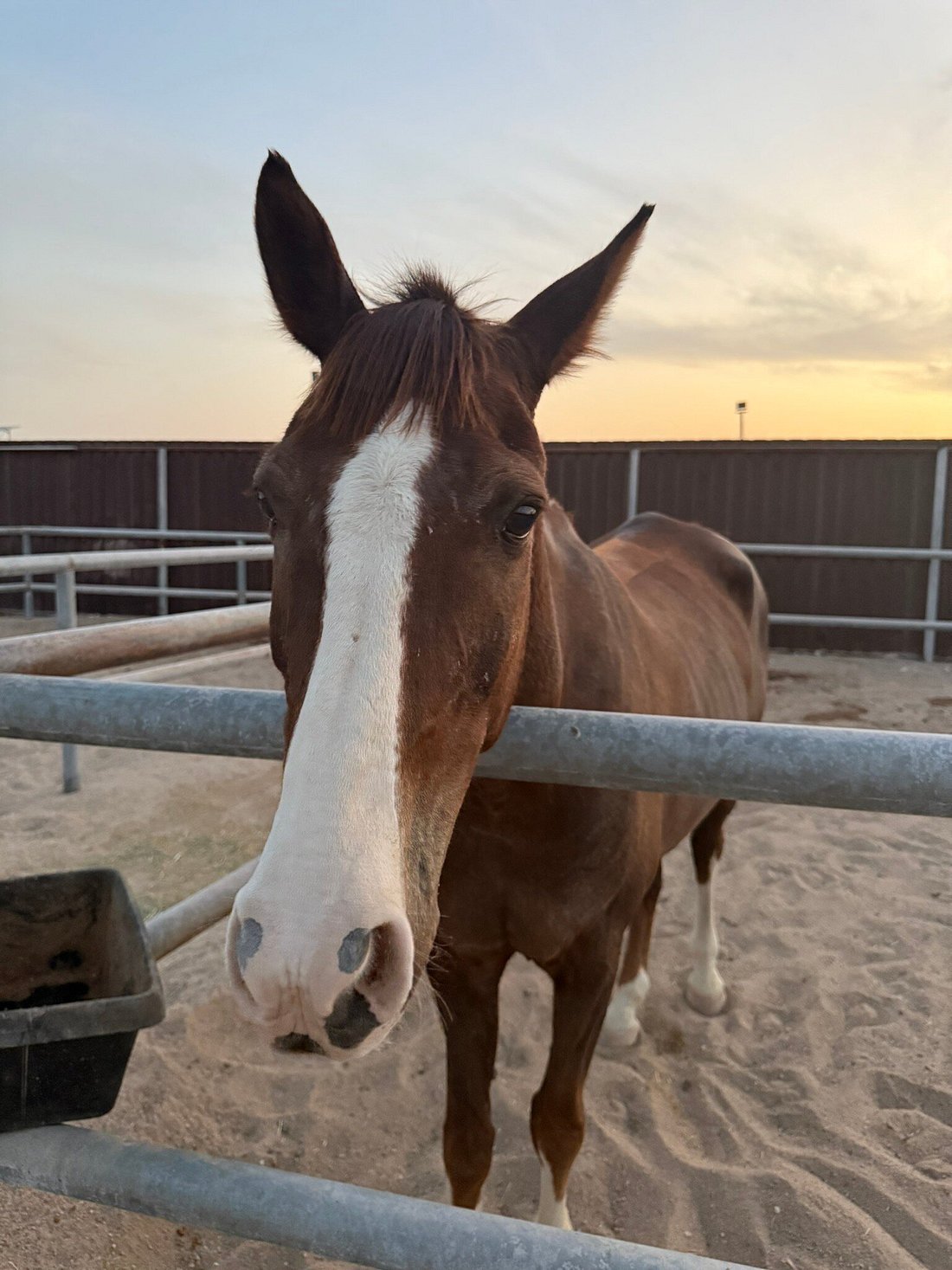 Doha: Horseback Riding Tour in Sealine Desert with Traditional Majlis Visit