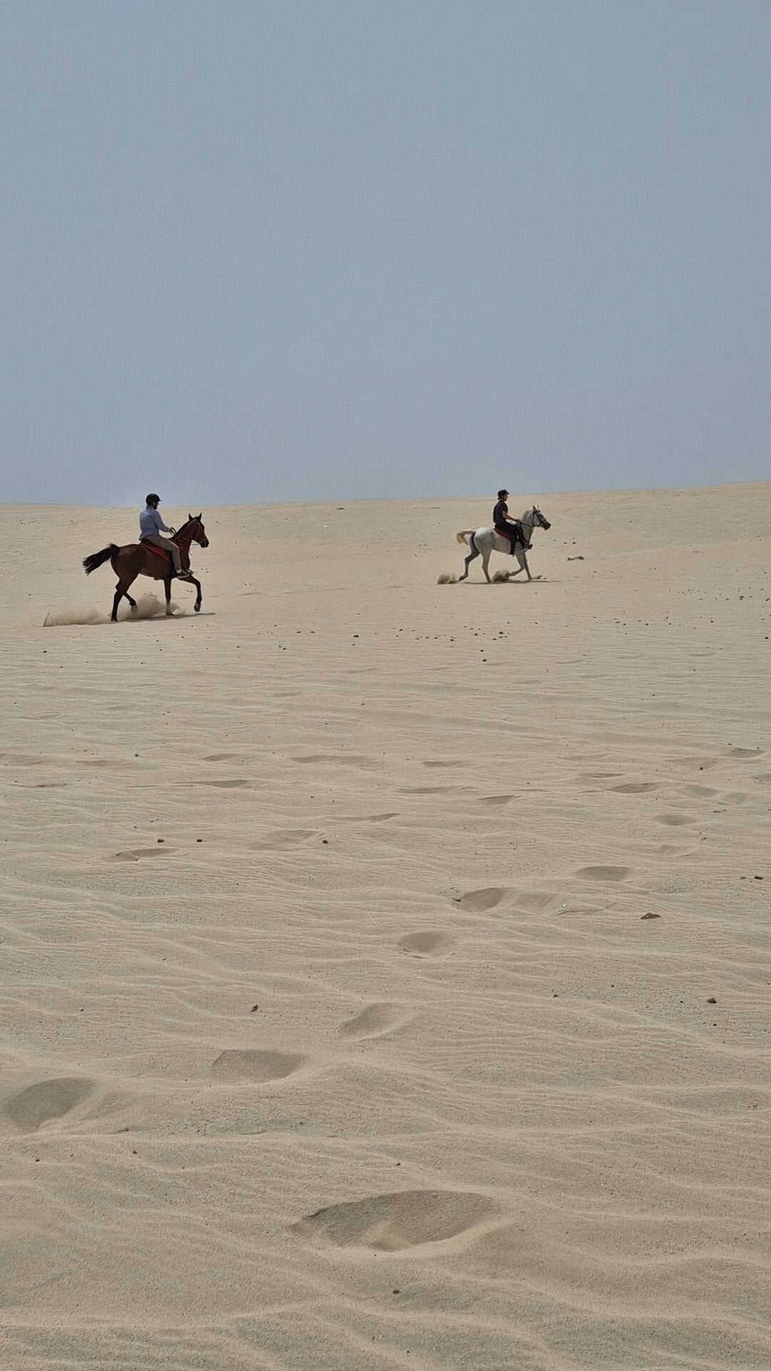 Doha: Horseback Riding Tour in Sealine Desert with Traditional Majlis Visit