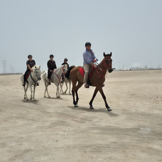 Doha: Horseback Riding Tour in Sealine Desert with Traditional Majlis Visit