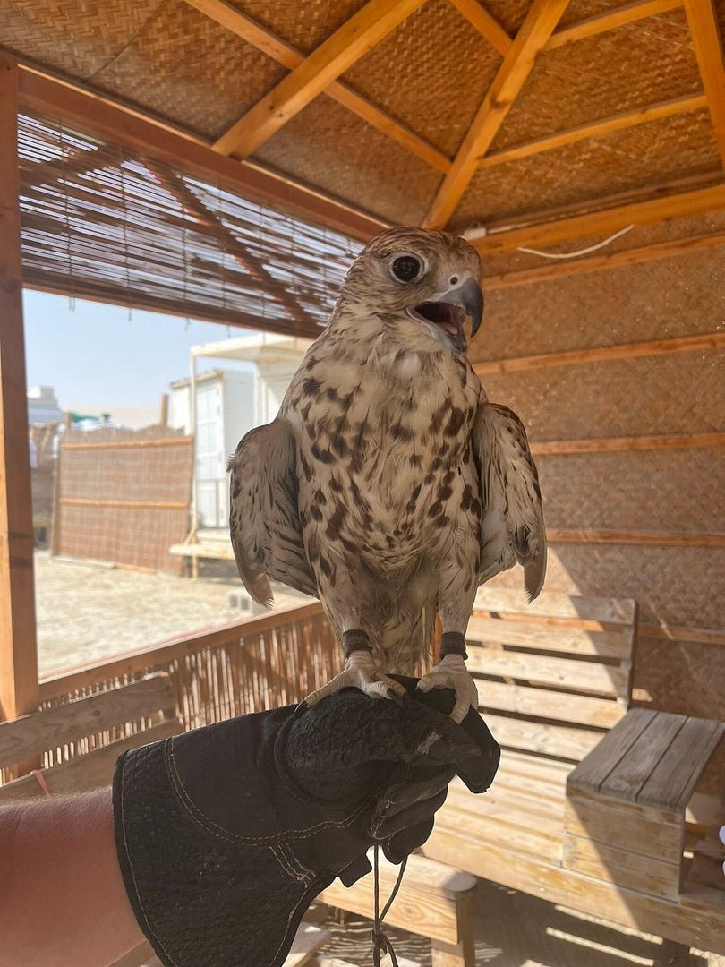 Doha: Private Desert Safari with Camel Ride, Sandboarding, and Inland Sea Visit