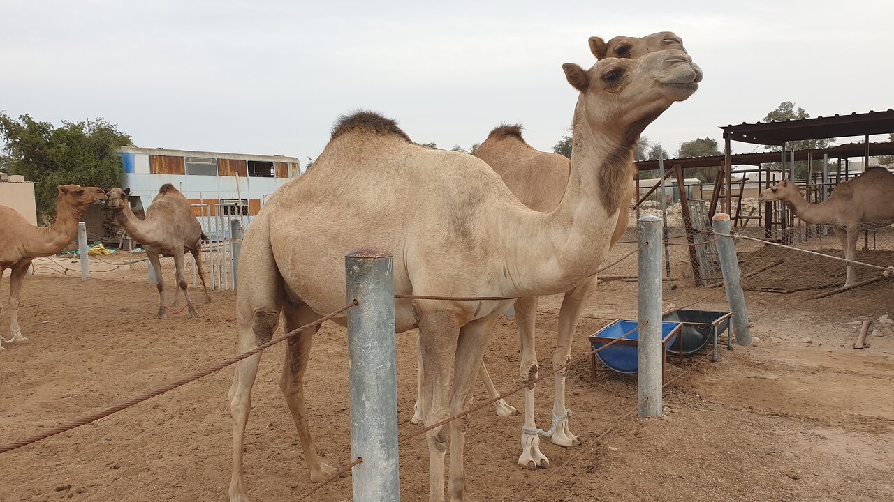 Doha: Private Full - day North and West Qatar Tour