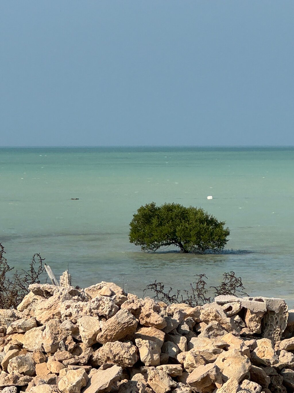 Doha: Private Full - day North and West Qatar Tour