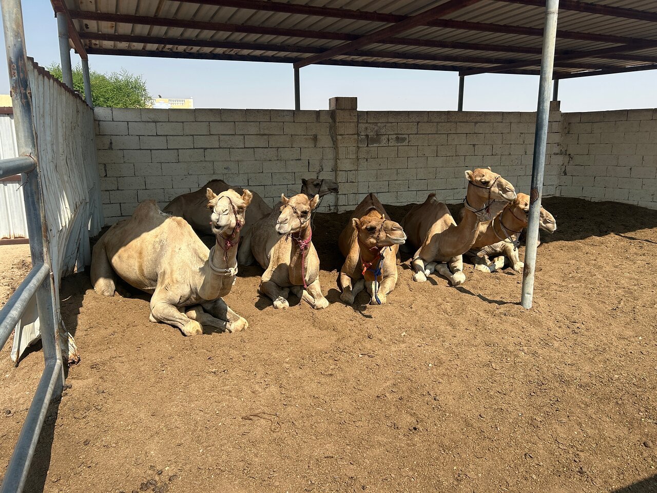 Doha: Private Full - day North and West Qatar Tour