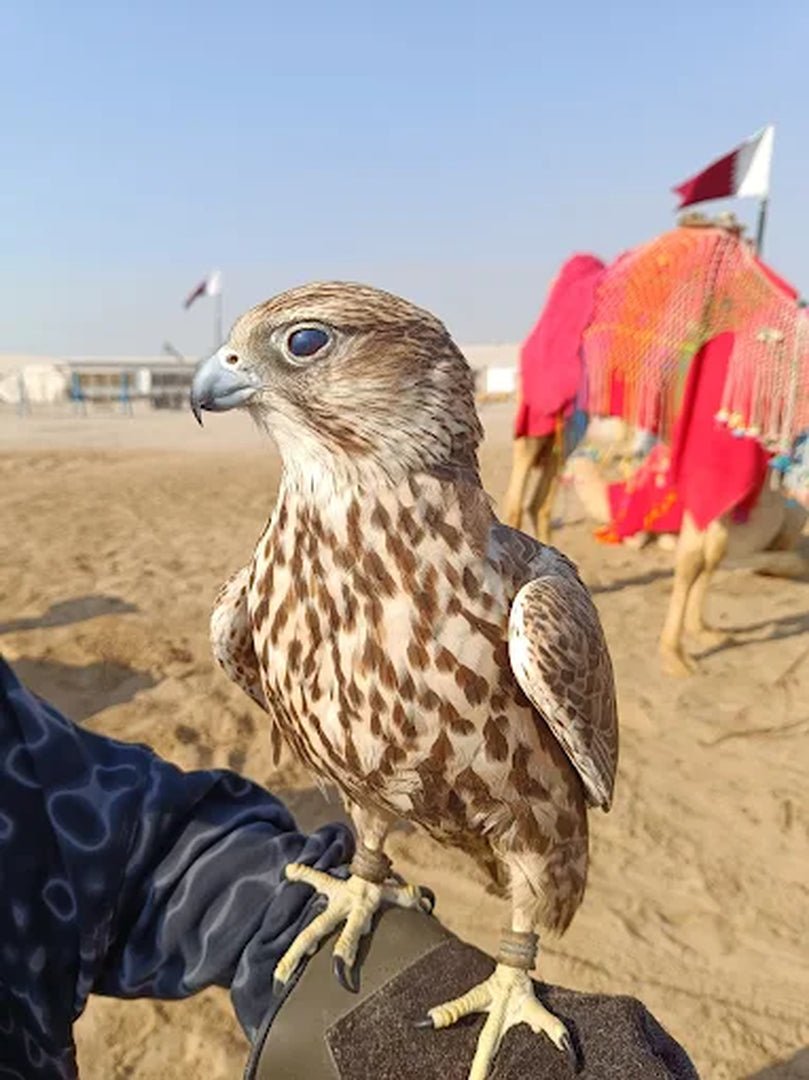 Falknerei-Vorführung