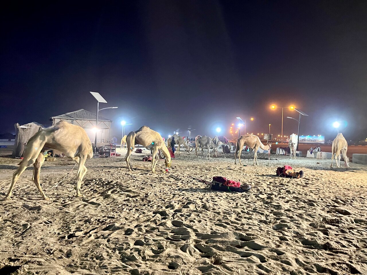 Doha: Private Night Desert Safari, Sandboarding, Camel Ride and Inland Sea Tour