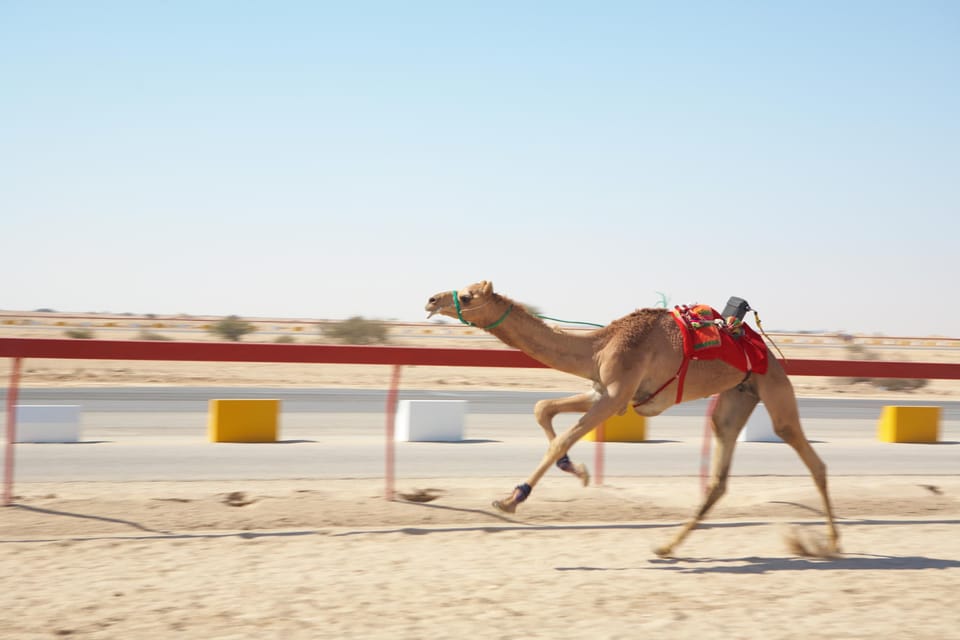 Doha: Western Qatar Desert Tour with Camel Racetrack, Zekreet Fort and Mushroom Rocks