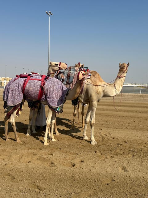 Doha: Western Qatar Desert Tour with Camel Racetrack, Zekreet Fort and Mushroom Rocks
