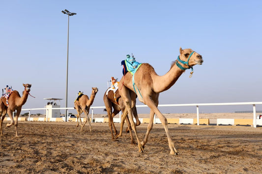 Doha: Western Qatar Tour with Camel Racetrack, Mushroom Rocks and Modern Art
