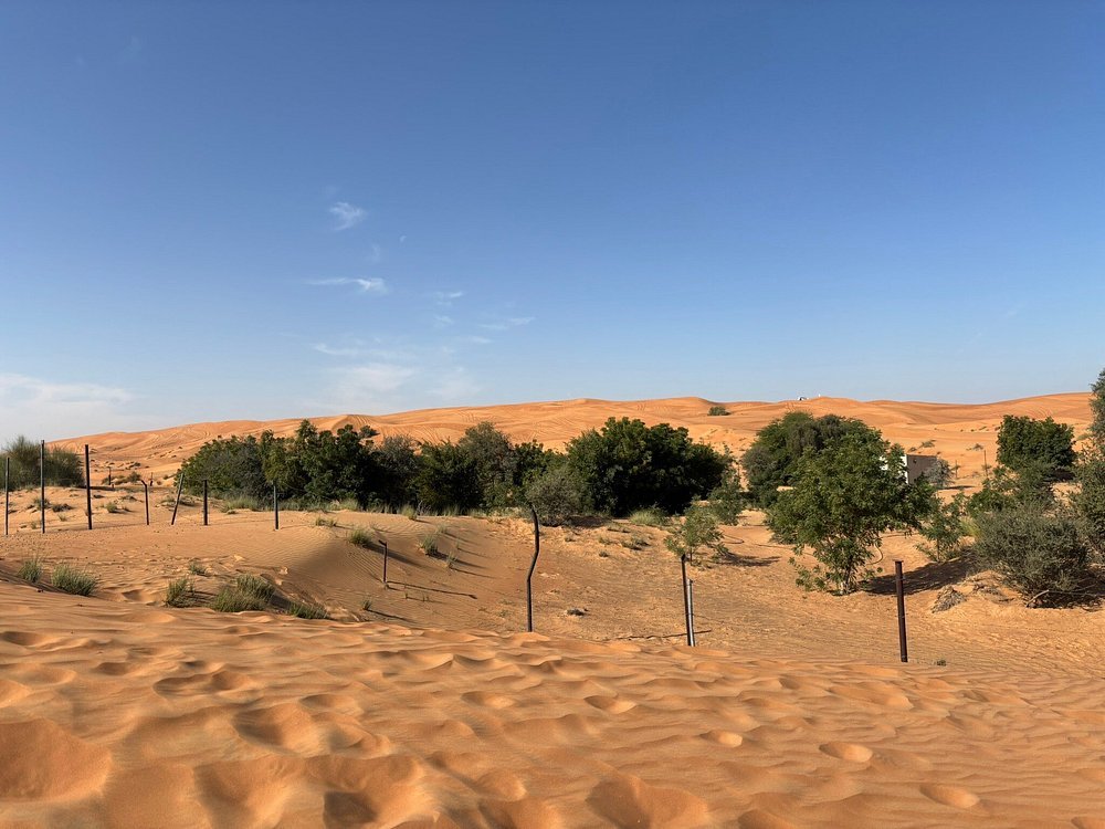Dubai: Morning Red Dunes Safari with Camel Ride, Sandboarding and Falcon Photo