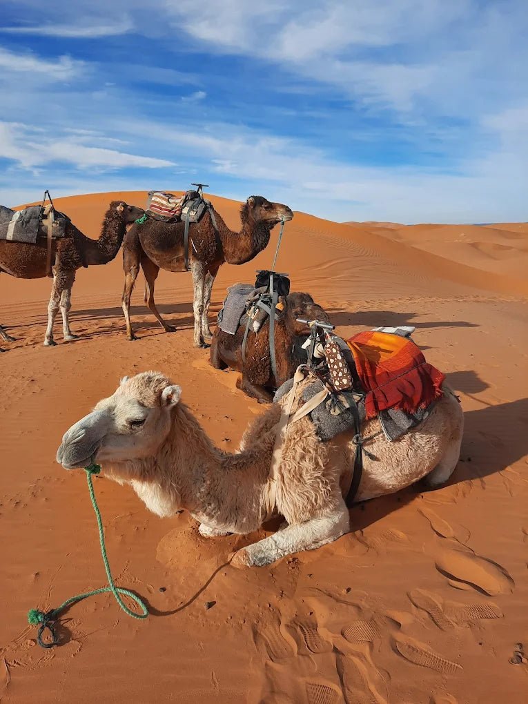 Fez: 2 - Day Sahara Desert Trip to Merzouga with Camel Ride and Luxury Camp