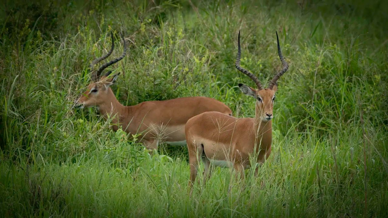 From Arusha: 2 - Days Big 5 Private Safari to Tarangire and Ngorongoro Crater