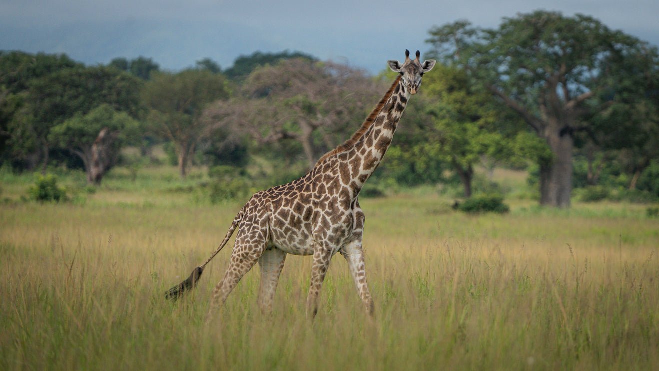 From Arusha: 2 - Days Big 5 Private Safari to Tarangire and Ngorongoro Crater