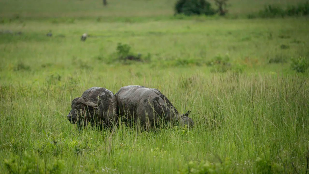 From Arusha: 2 - Days Big 5 Private Safari to Tarangire and Ngorongoro Crater