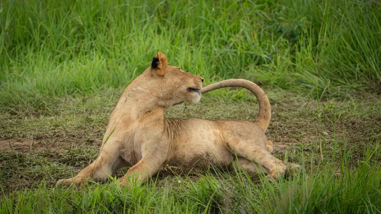 From Arusha: 2 - Days Big 5 Private Safari to Tarangire and Ngorongoro Crater