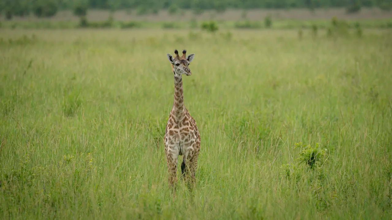 From Arusha: 2 - Days Big 5 Private Safari to Tarangire and Ngorongoro Crater