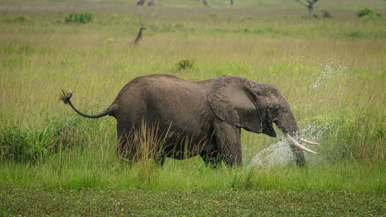 From Arusha: 2 - Days Big 5 Private Safari to Tarangire and Ngorongoro Crater