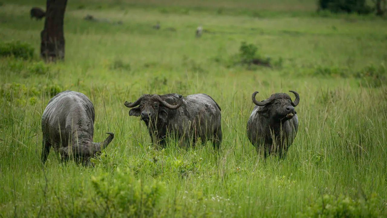 From Arusha: 2 - Days Big 5 Private Safari to Tarangire and Ngorongoro Crater