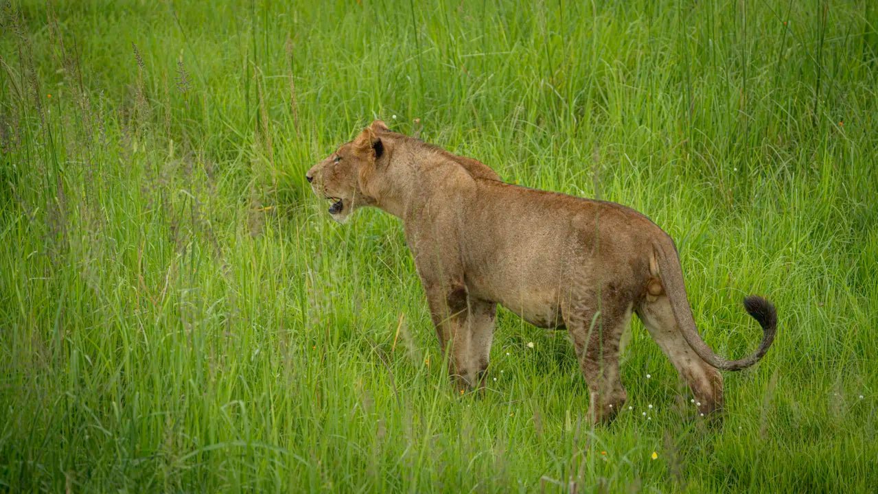 From Arusha: 2 - Days Big 5 Private Safari to Tarangire and Ngorongoro Crater