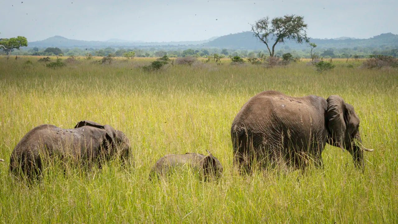 From Arusha: 2 - Days Big 5 Private Safari to Tarangire and Ngorongoro Crater