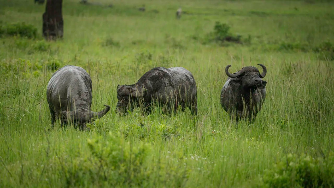 From Arusha: 2 - Days Big 5 Private Safari to Tarangire and Ngorongoro Crater
