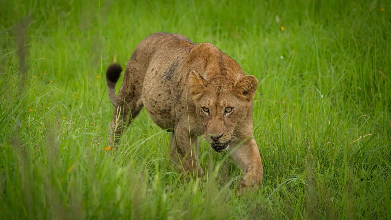 From Arusha: 2 - Days Big 5 Private Safari to Tarangire and Ngorongoro Crater