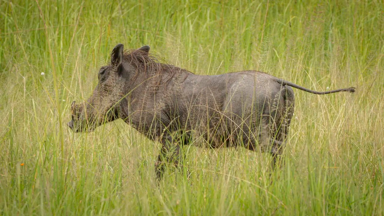 From Arusha: 2 - Days Big 5 Private Safari to Tarangire and Ngorongoro Crater with Wild Tanzanian Boar