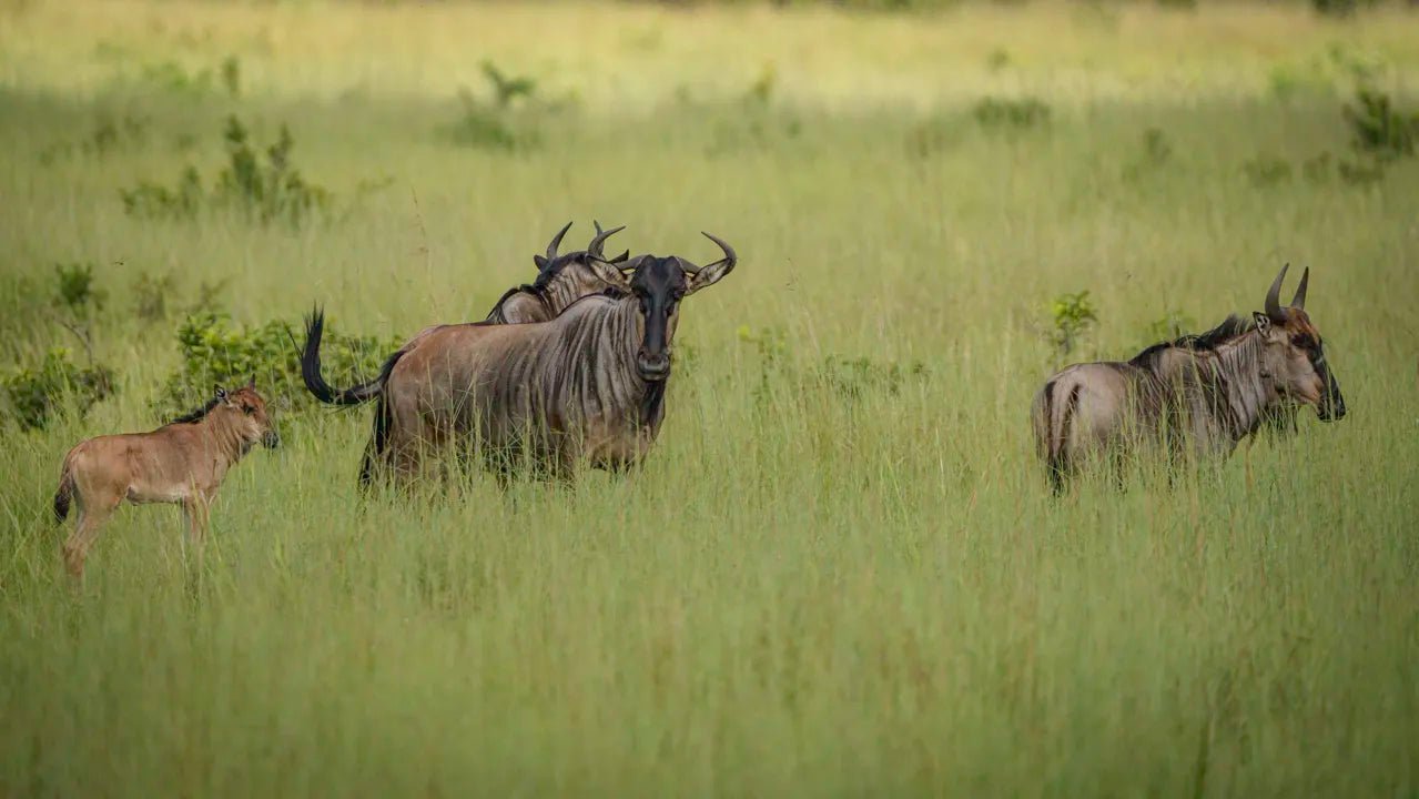 From Arusha: 2 - Days Big 5 Private Safari to Tarangire and Ngorongoro Crater