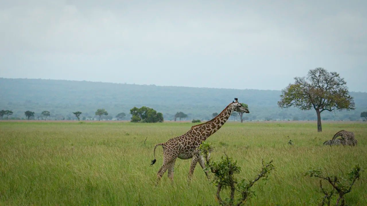 From Arusha: 2 - Days Big 5 Private Safari to Tarangire and Ngorongoro Crater