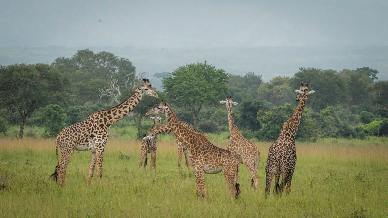 From Arusha: 2 - Days Big 5 Private Safari to Tarangire and Ngorongoro Crater