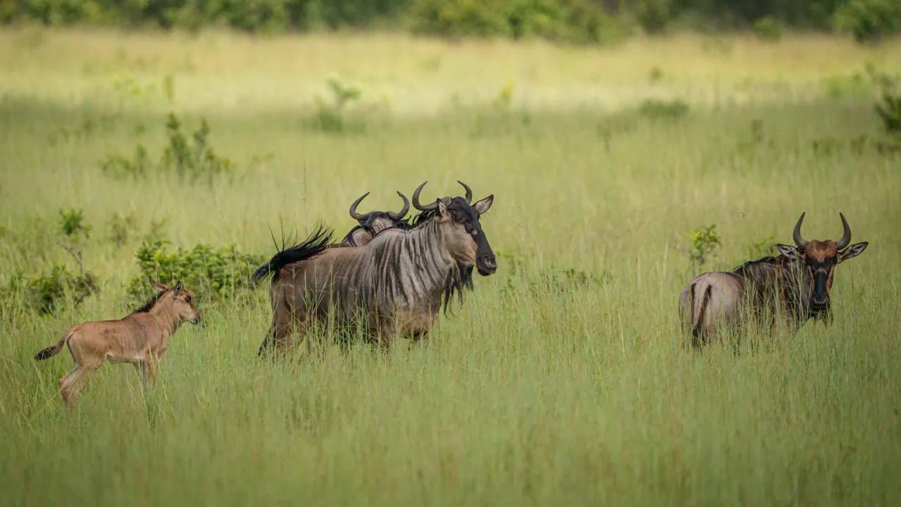 From Arusha: 2 - Days Big 5 Private Safari to Tarangire and Ngorongoro Crater