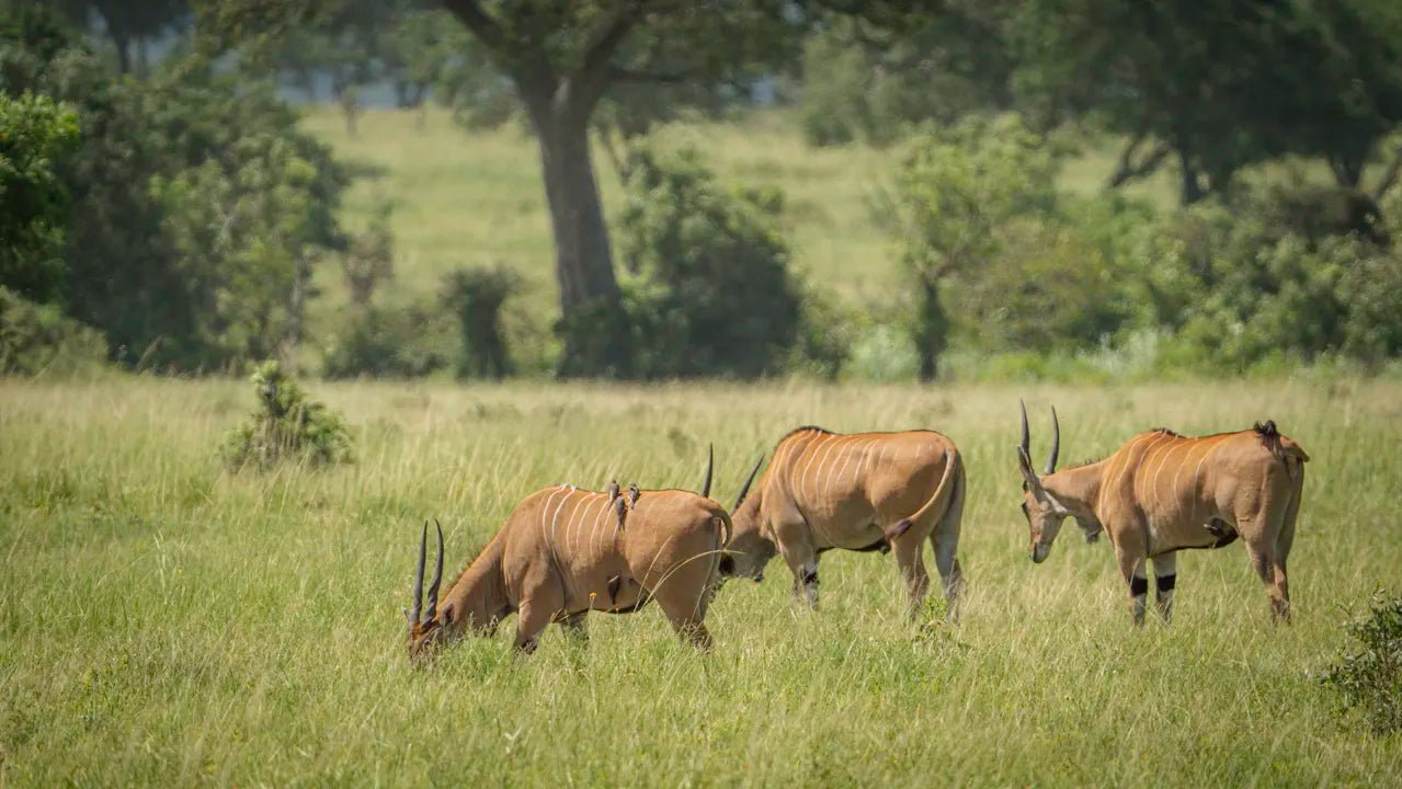 From Arusha: 2 - Days Big 5 Private Safari to Tarangire and Ngorongoro Crater