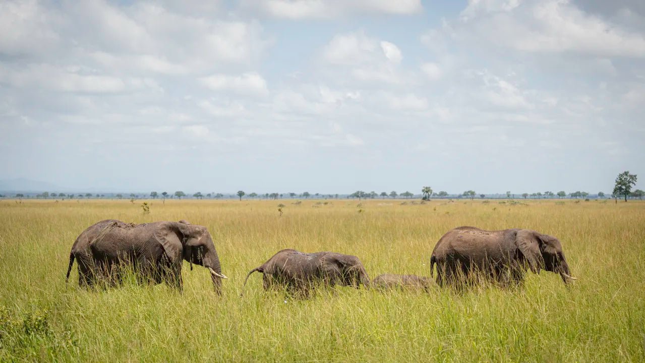 From Arusha: 2 - Days Big 5 Private Safari to Tarangire and Ngorongoro Crater