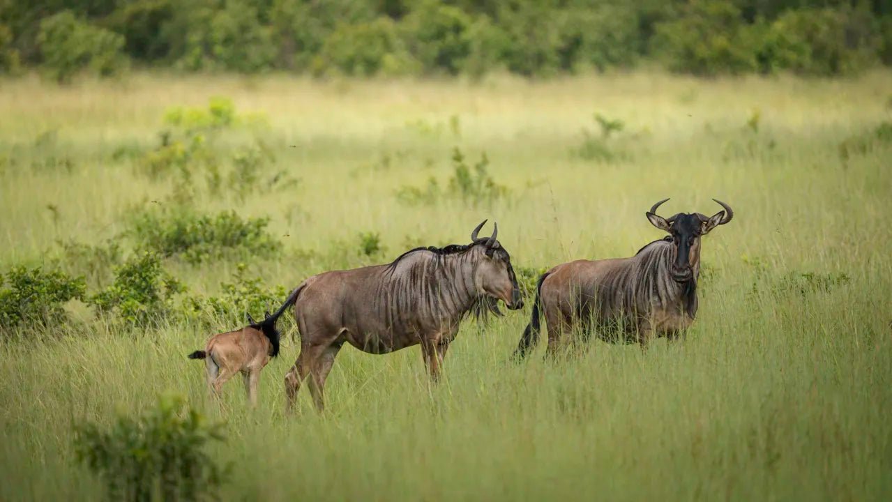 From Arusha: 2 - Days Big 5 Private Safari to Tarangire and Ngorongoro Crater
