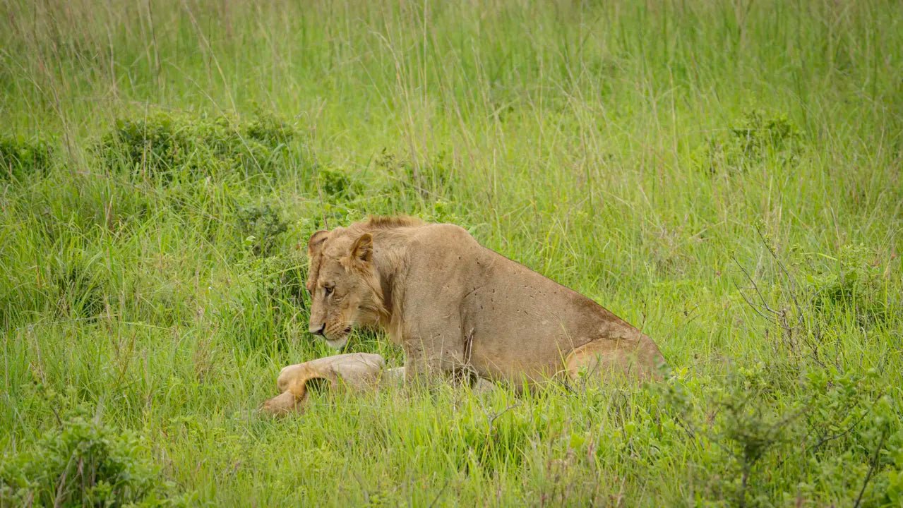 From Arusha: 2 - Days Big 5 Private Safari to Tarangire and Ngorongoro Crater