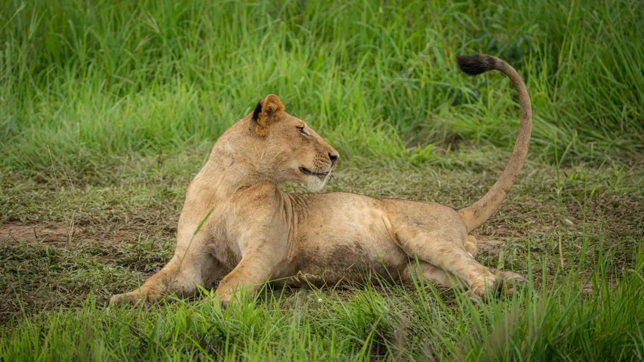 From Arusha: 2 - Days Big 5 Private Safari to Tarangire and Ngorongoro Crater
