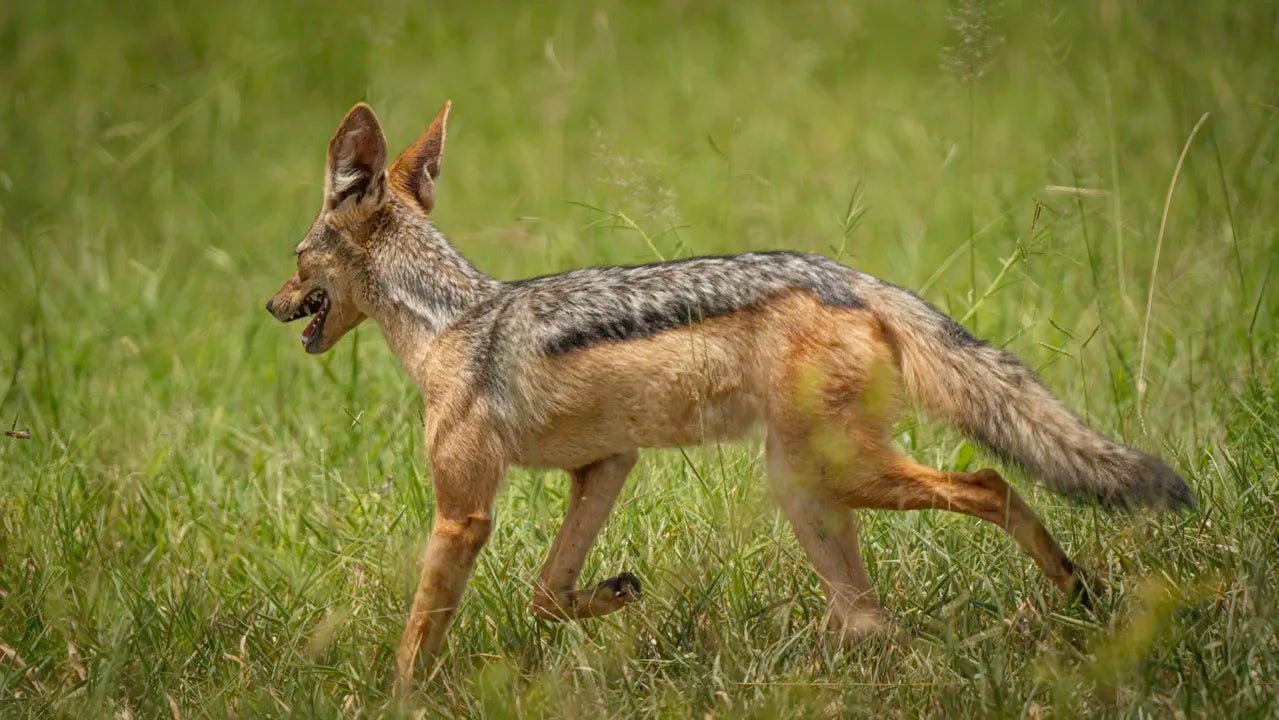 From Arusha: 3 - Days Safari to Serengeti National Park and Ngorongoro Crater