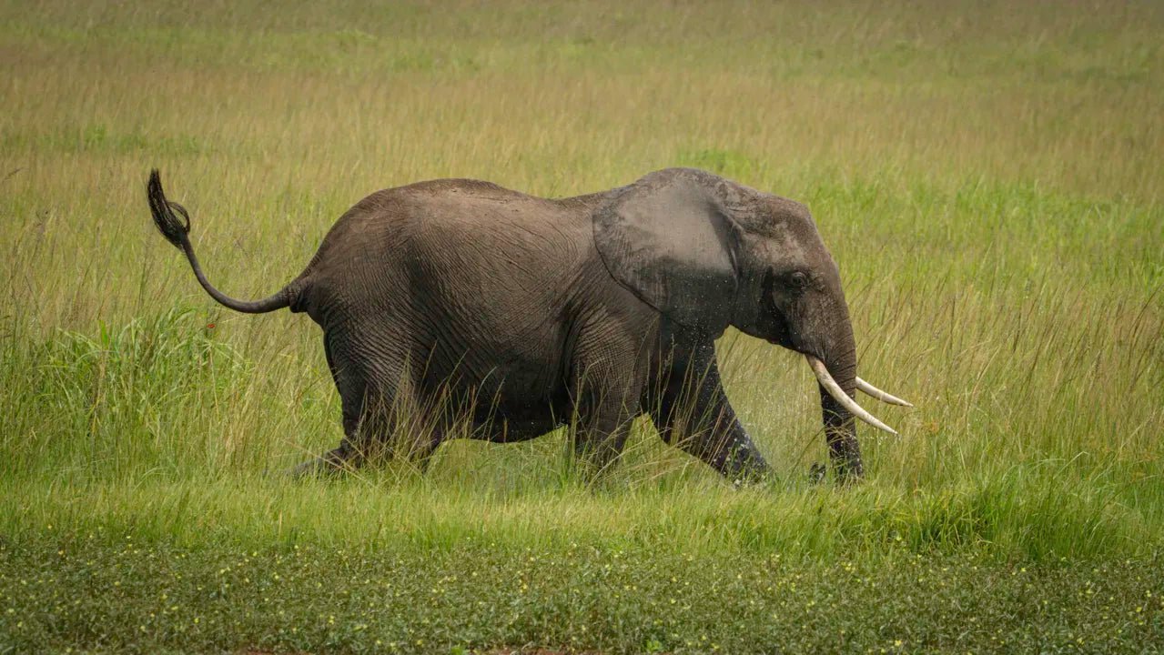From Arusha: 3 - Days Safari to Serengeti National Park and Ngorongoro Crater