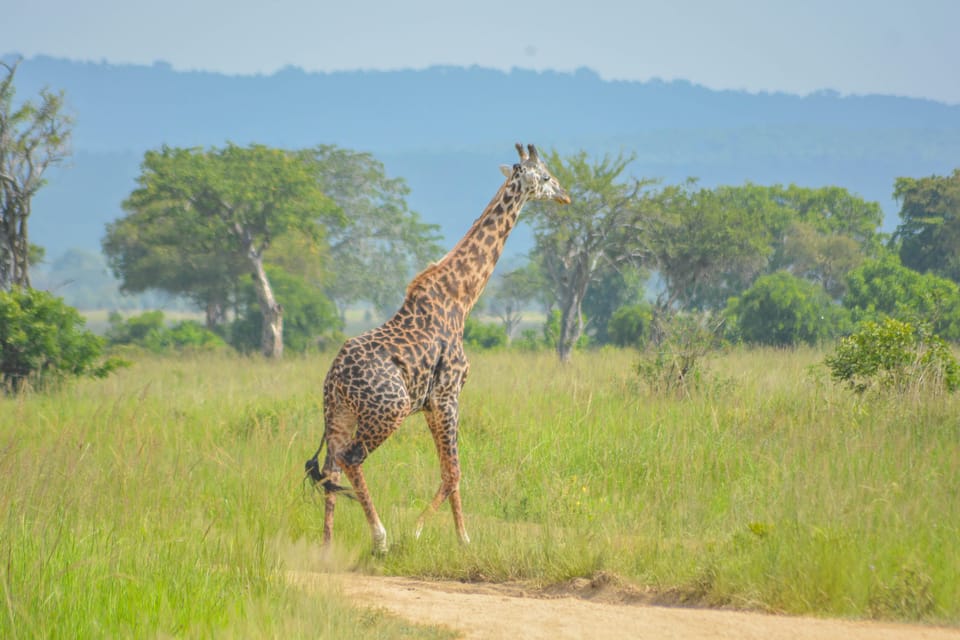 From Arusha: 3 - Days Safari to Serengeti National Park and Ngorongoro Crater