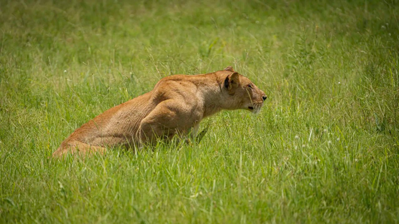 From Arusha: 3 - Days Safari to Serengeti National Park and Ngorongoro Crater
