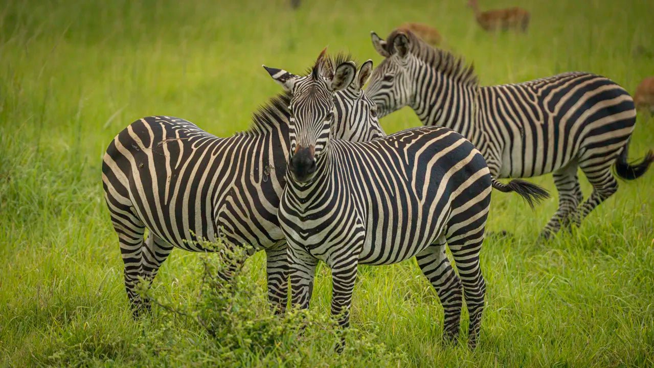 From Arusha: 3 - Days Safari to Serengeti National Park and Ngorongoro Crater