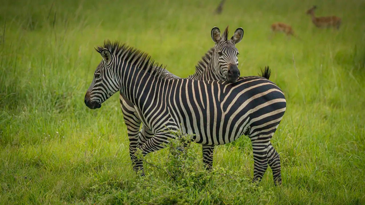 From Arusha: 3 - Days Safari to Serengeti National Park and Ngorongoro Crater