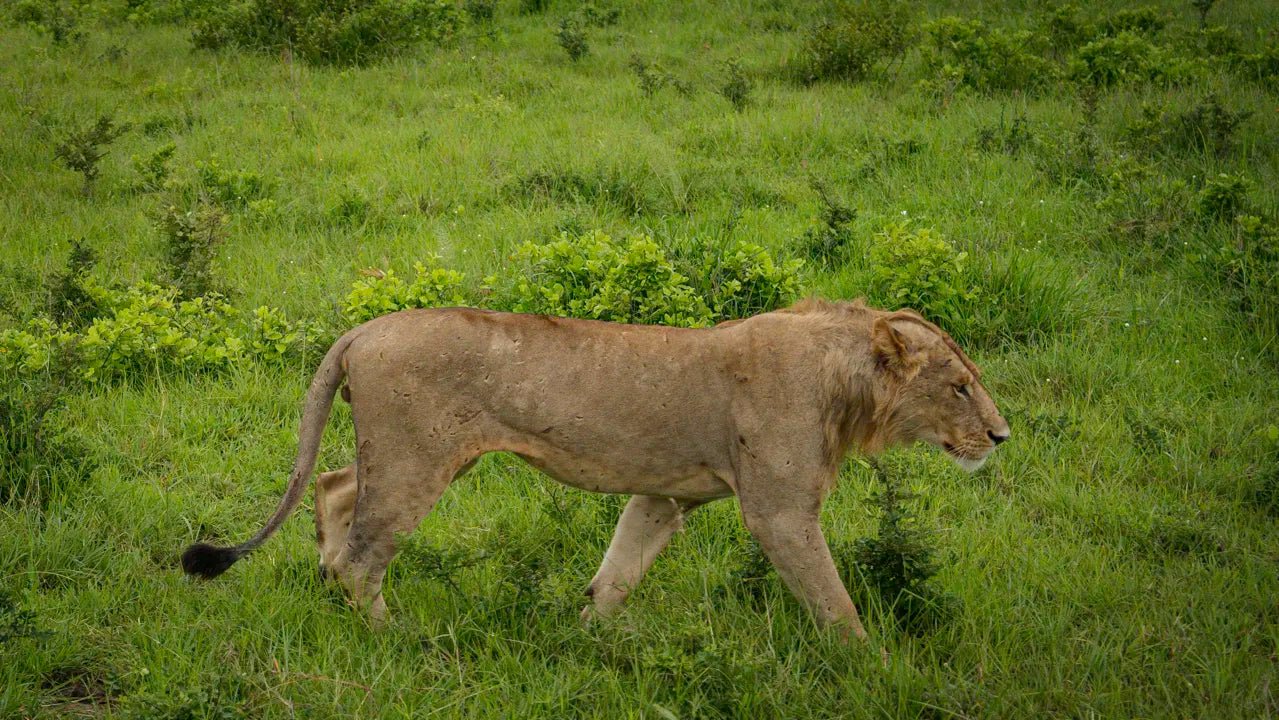 From Arusha: 3 - Days Safari to Serengeti National Park and Ngorongoro Crater
